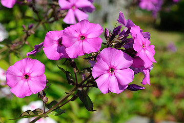 Image showing Pink flowers phlox.