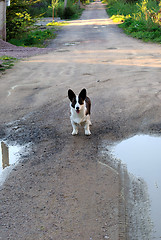 Image showing Dog on the road.