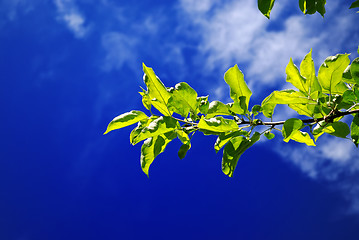 Image showing Branch and sky.