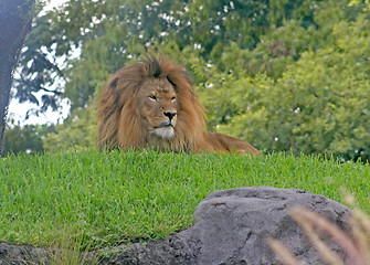 Image showing Lion