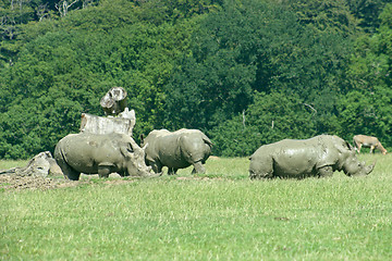 Image showing Rhinos