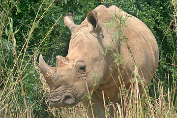 Image showing Rhino