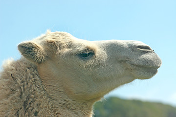 Image showing Camel