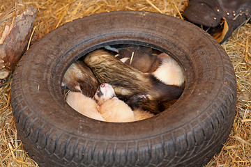 Image showing Ferrets