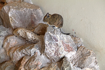 Image showing Mongolian Gerbil