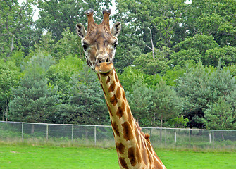 Image showing Giraffe