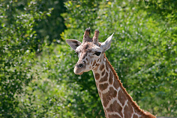 Image showing Giraffe