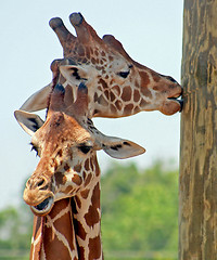 Image showing Giraffes