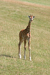 Image showing Baby Giraffe