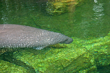 Image showing Manatee