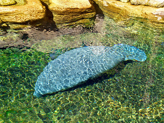 Image showing Manatee