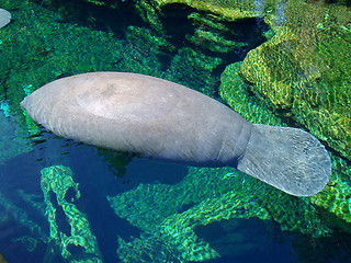 Image showing Manatee