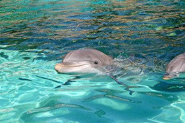 Image showing Dolphin