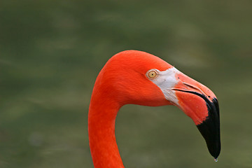 Image showing Flamingo