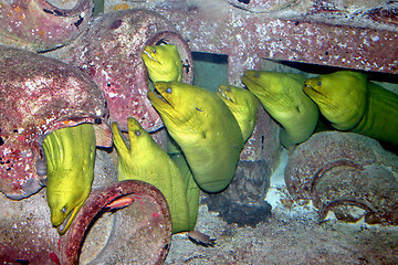 Image showing Eels