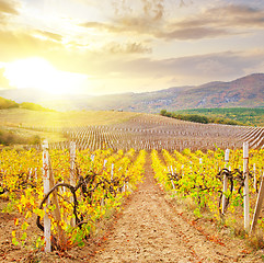 Image showing Vineyard in Crimea, mountain in Crimea