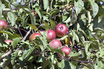 Image showing red apples  . close-up.