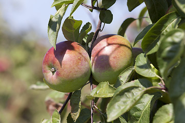 Image showing red apples  . close-up.