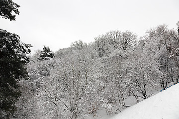 Image showing trees in winter  