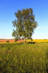 Image showing tree in the field 