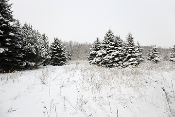 Image showing Spruce winter   close-up  