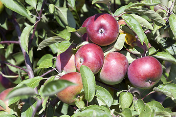 Image showing red apples  . close-up.