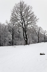 Image showing trees in winter  