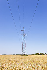 Image showing electric line in a wheat field  