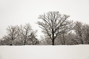 Image showing trees in winter  