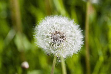 Image showing White dandelion . close-up  