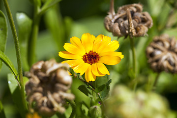 Image showing Calendula flower. close up  