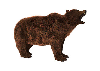Image showing Brown Bear on White