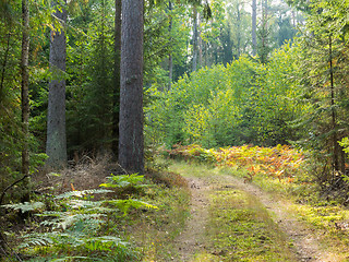 Image showing Curved ground road leading across forest