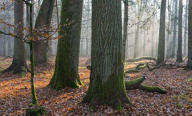 Image showing Autumnal misty morning in the forest