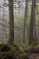 Image showing Large alder tree in misty stand of Bialowieza Forest