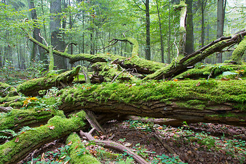 Image showing Broken oak tree branch moss wrapped