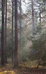 Image showing Autumnal misty morning in the forest