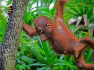 Image showing Wild Borneo Orangutan