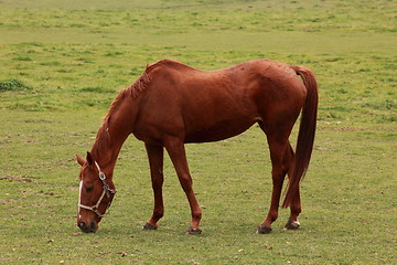 Image showing Horse in an autumn field