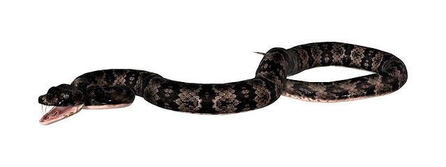 Image showing Cottonmouth Snake on White