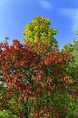 Image showing Colors of Autumn