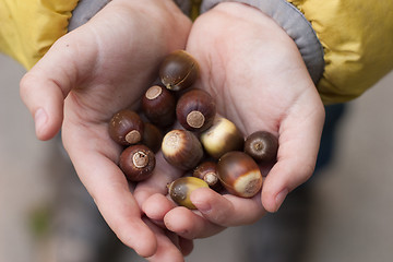 Image showing acorns in the children's hands