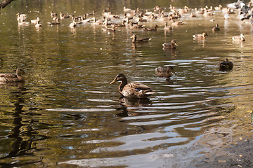 Image showing duck in the pond