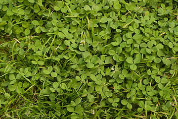 Image showing green clover