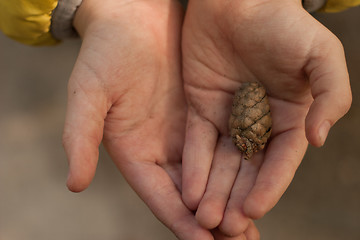 Image showing little fir-cone in the hands of a child at sunset