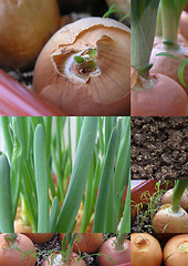 Image showing green onions