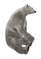 Image showing Polar Bear Sitting