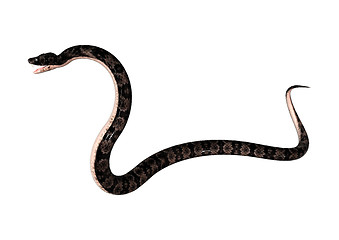 Image showing Cottonmouth Snake on White