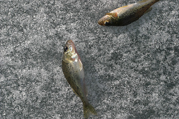 Image showing Fishs on ice