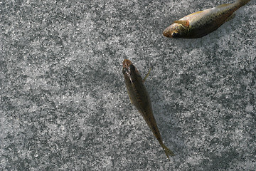 Image showing Fishs on ice